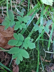 Corydalis scouleri