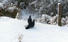 Crossoptilon auritum