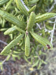 Quercus geminata
