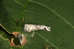 Microcramboides meretricella