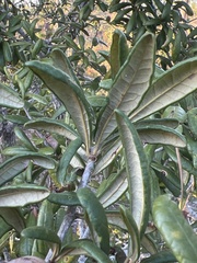 Quercus geminata