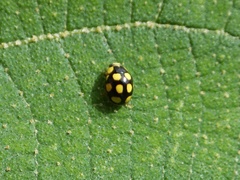 Scymninae