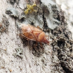 Kleidocerys resedae