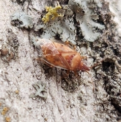 Kleidocerys resedae