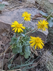 Grindelia subalpina