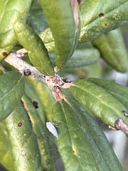 Quercus geminata