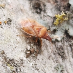 Kleidocerys resedae