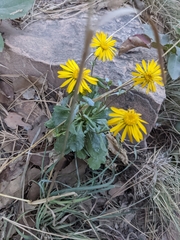 Grindelia subalpina