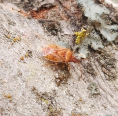 Kleidocerys resedae