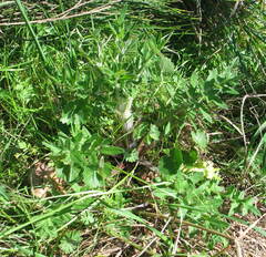 Cirsium remotifolium