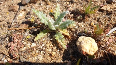 Salvia carduacea
