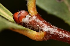 Crataegus opaca