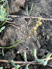 Triglochin maritima