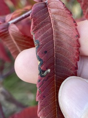 Stigmella intermedia
