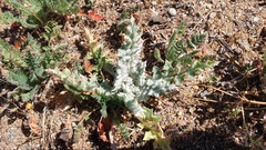 Salvia carduacea