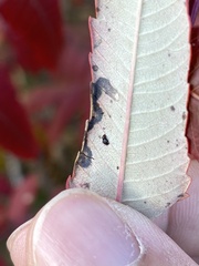 Stigmella intermedia