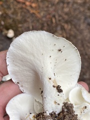 Albatrellus avellaneus