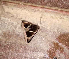 Chalciope
