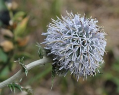 Echinops siculus