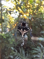 Verrucosa
