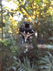 Verrucosa