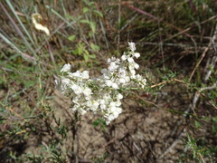 Polygonella americana