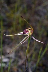 Caladenia lowanensis