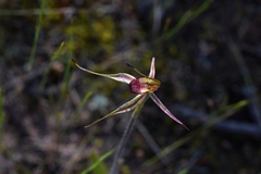 Caladenia lowanensis
