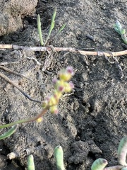 Triglochin maritima