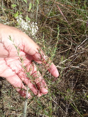Polygonella americana