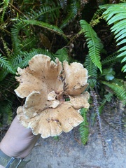 Sarcodon stereosarcinon