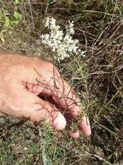 Polygonella americana