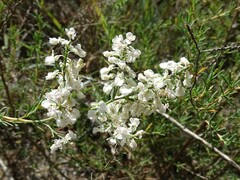 Polygonella americana