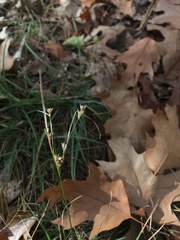 Juncus tenuis