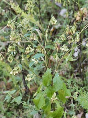 Nabalus serpentarius