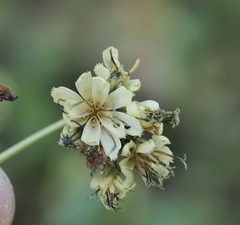 Nabalus serpentarius