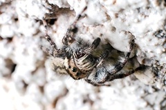 Phidippus asotus