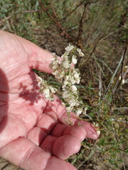 Polygonella americana