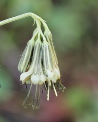 Nabalus serpentarius