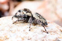 Phidippus asotus