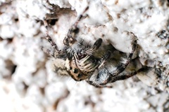 Phidippus asotus