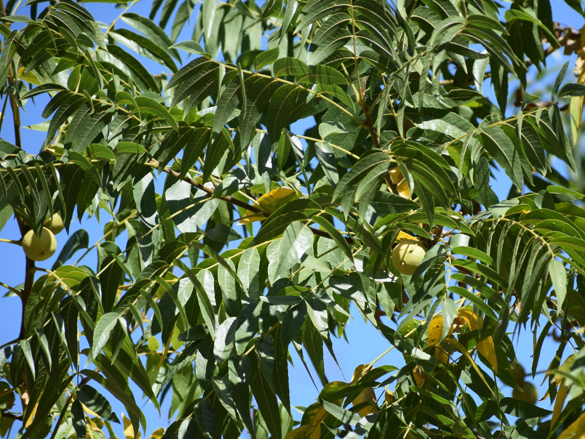 Juglans hindsii