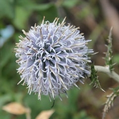 Echinops siculus