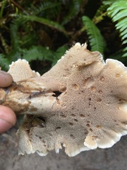 Sarcodon stereosarcinon