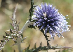 Echinops siculus