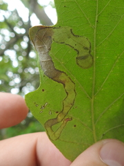 Cameraria tubiferella