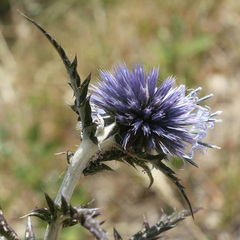 Echinops siculus