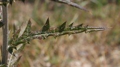 Echinops siculus