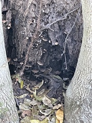 Armillaria novae-zelandiae