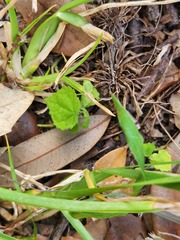 Malvaviscus arboreus